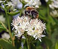 Latina: Sedum pallescens