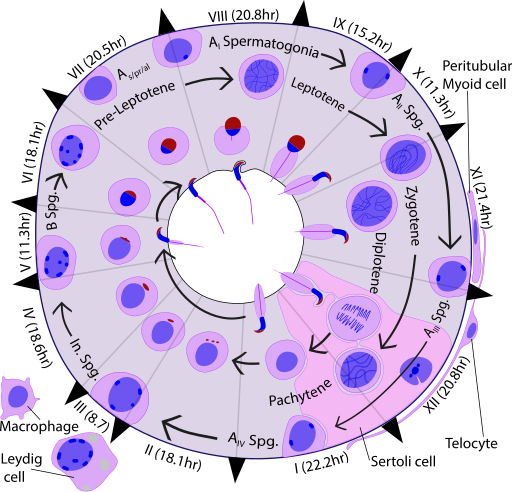 File:Seminiferous Cycle.svg