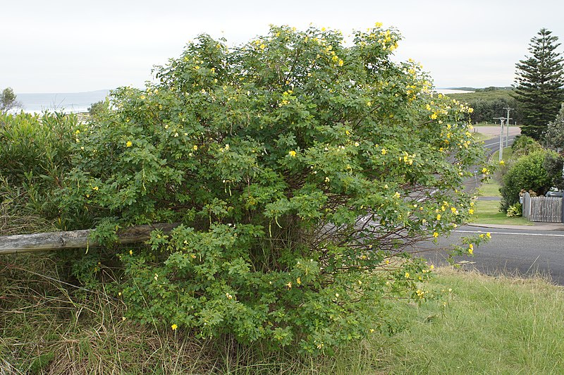 File:Senna pendula plant NC2 - 48735930133.jpg