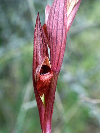 <i>Serapias bergonii</i> Species of orchid