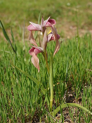 <i>Serapias neglecta</i> Species of orchid