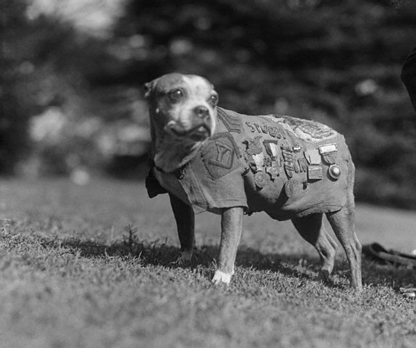 Sergeant Stubby c. 1920