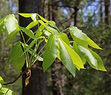 Carya ovata spring leaf cluster