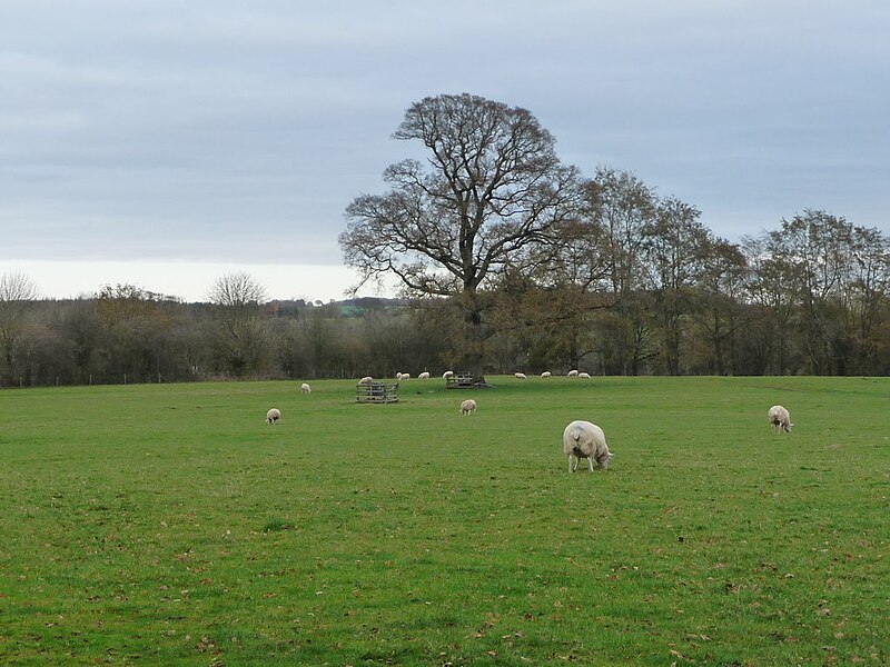 File:Sheep pasture, Cleobury North - geograph.org.uk - 5607128.jpg