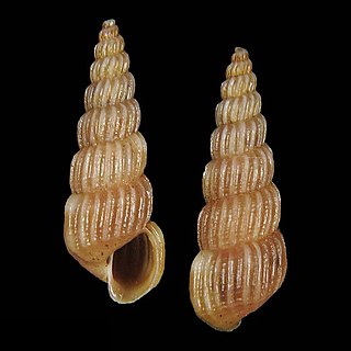 <i>Turbonilla escondida</i> Species of gastropod