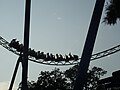 Shockwave - Six Flags Over Texas