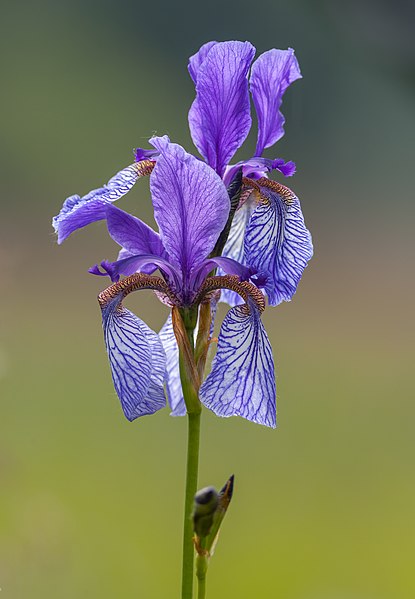File:Sibirische Schwertlilie (Iris sibirica) im Eriskircher Ried (NSG-Nummer 4.020) am Bodensee.jpg