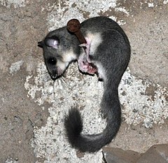 Gliro (Glis glis)