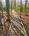 * Nomination Sifton Bog boardwalk, London, Ontario, Canada. --The Cosmonaut 02:31, 14 December 2020 (UTC) * Promotion  Support Good quality -- Johann Jaritz 04:15, 14 December 2020 (UTC)