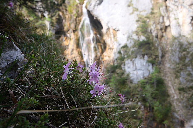 File:Silberkarklamm8682.JPG