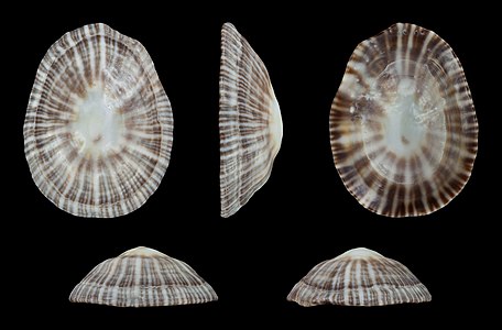 Siphonaria pectinata