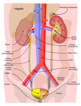 Sistema Urinario.svg