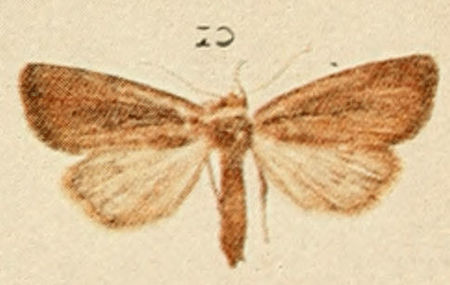 Coenobia rufa