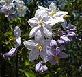Solanum jasminoides.jpg