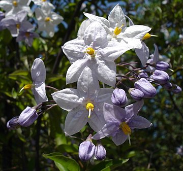 Morelle faux jasmin