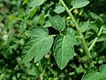 Solanum lycopersicum var. cerasiforme 2019-08-11 3660.jpg