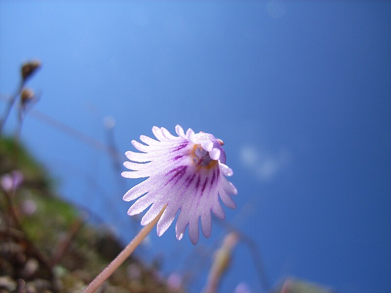 Dataja:Soldanella pusilla 11072006.JPG