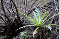 Sonchus acaulis