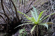 Sonchus acaulis Sendero de los Sentidos Parque rural de Anaga 0110.jpg