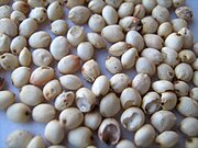 Sorghum.wild-India-Tamil word27.1.jpg