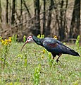 Southern Bald Ibis (Geronticus calvus) (31693348194).jpg