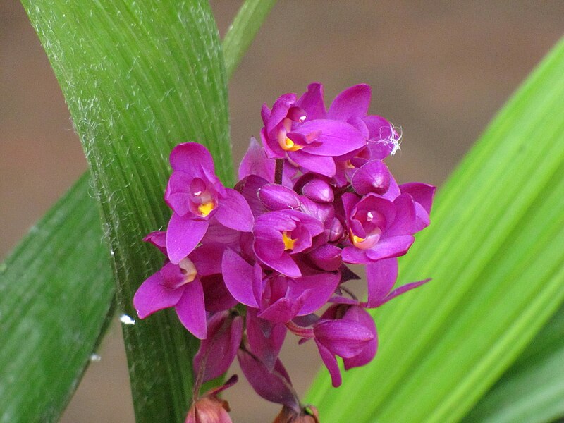 File:Spathoglottis plicata(1).jpg