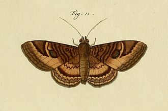 Illustration from Pieter Cramer and Caspar Stoll's De uitlandsche kapellen Speiredonia zamis CramerAndStoll-uitlandsche kapellen supplement- pl. 36.jpg