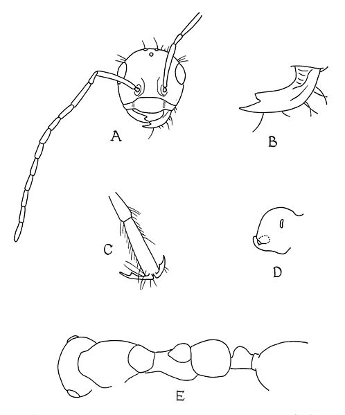 File:Sphecomyrma freyi body parts drawing (Wilson, Carpenter and Brown 1967).jpg