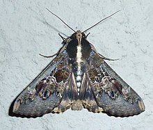 Sphingomorpha chlorea, Kameeldrift, a.jpg