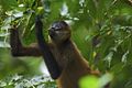 "Spider_Monkey,_Tortuguero.jpg" by User:Arturo de Frias Marques