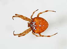 Spider ноември 2010-9.jpg