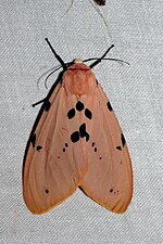 Spilosoma için küçük resim