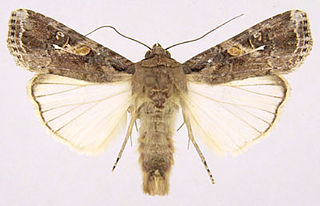 Fall armyworm Species of moth