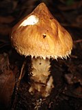 Squamanita umbonata 77648.jpg