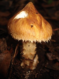 <i>Squamanita</i> genus of fungi