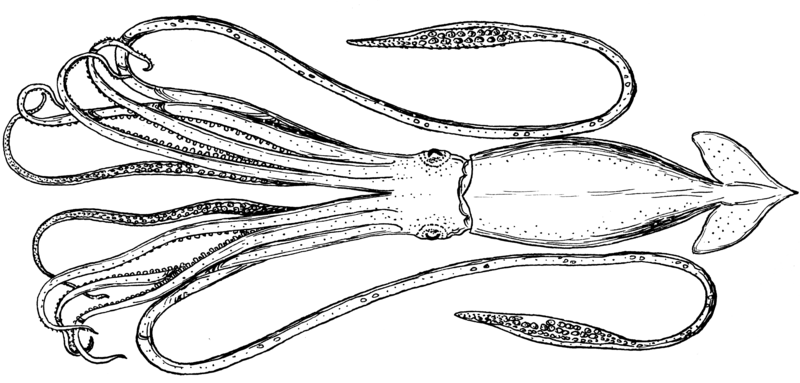 File:Squid (PSF).png