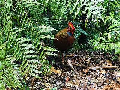 Kohout kura srílanského v přirozeném prostředí srílanského pralesa