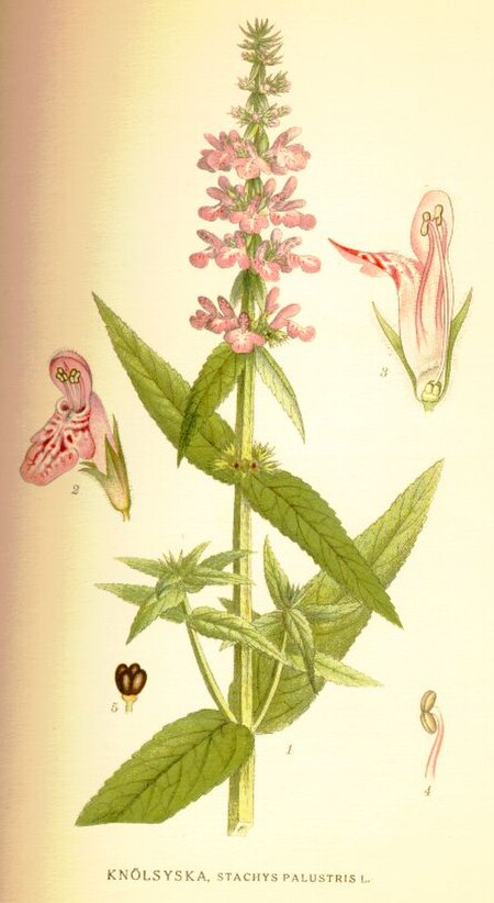 Tập_tin:Stachys_palustris.JPG