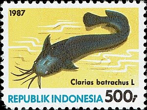 Perangko Indonesia - 1987 - Colnect 256501 - Ikan Lele Berjalan Clarias batrachus.jpg