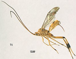 Stantonia ruficornis