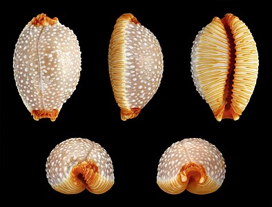 Staphylaea staphylaea subsp. staphylaea (Stippled Cowry)