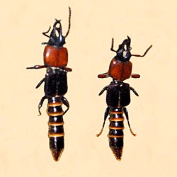 Staphylinidae - Leptochirus javanus.JPG