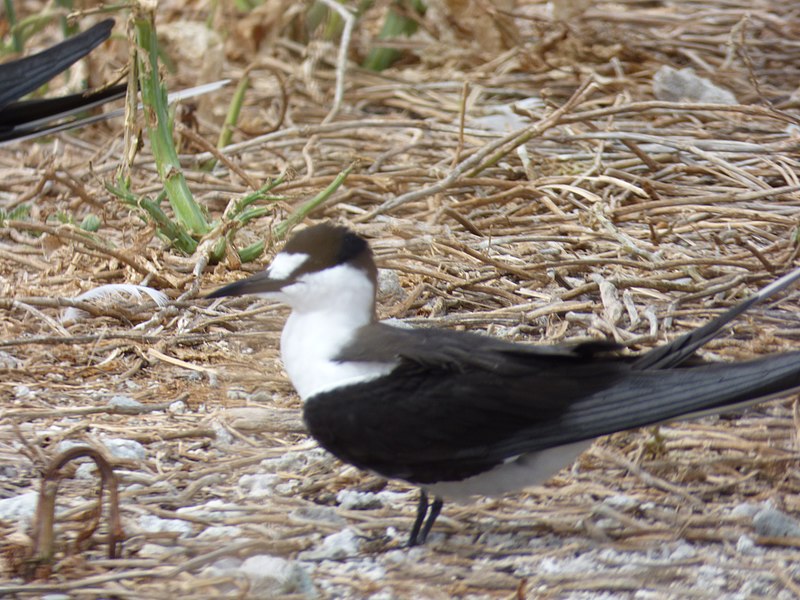 File:Starr-150403-0276-Brassica juncea-Sooty Terns settling down-Southeast Eastern Island-Midway Atoll (25276066265).jpg