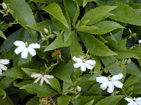 Starr 020925-0070 Scaevola chamissoniana.jpg