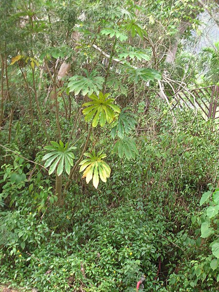 File:Starr 060810-8513 Cecropia obtusifolia.jpg