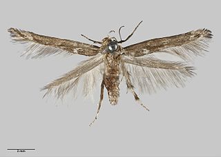 <i>Stathmopoda albimaculata</i> Species of moth