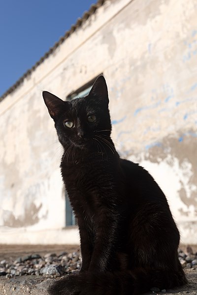 File:Stegna Στεγνά Rhodes Ρόδος 2019-11-26 31 cat.jpg