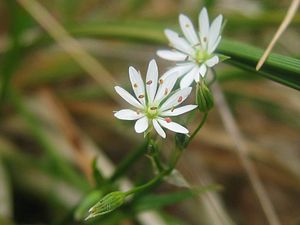 Stellaria graminea detail.jpeg