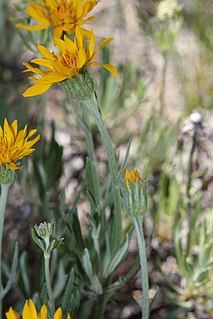 <i>Stenotus lanuginosus</i> Species of flowering plant