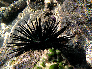 <i>Stomopneustes</i> Species of sea urchin